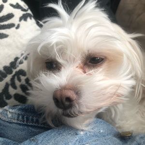 Meet your Posher, Evan